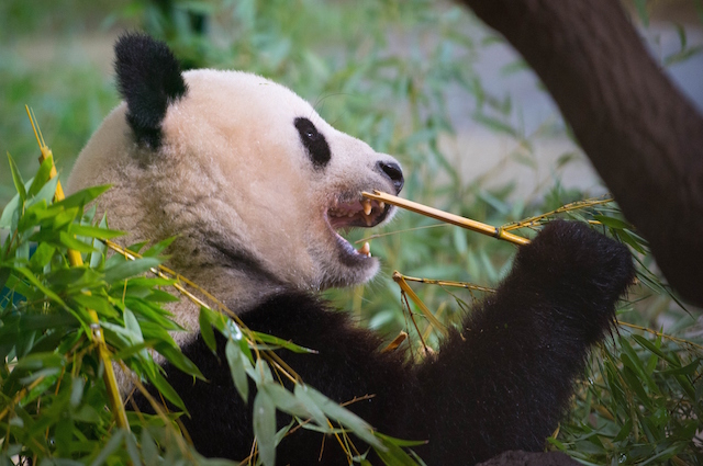 I Panda Giganti Sono Carnivori Diventati Vegetariani Ecco Perche Sono Erbivori