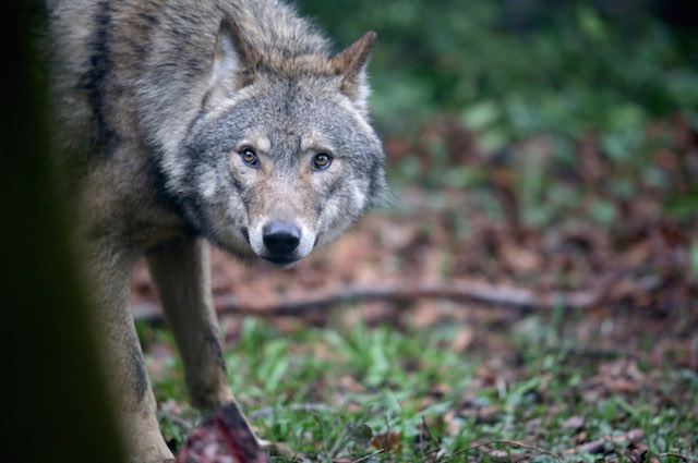 Tra l'uomo e il lupo è difficile dire chi sia il vero predatore