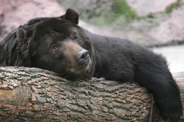 Il sonno profondo ingannatore degli orsi