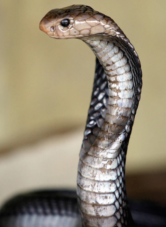 La sordità dei serpenti
