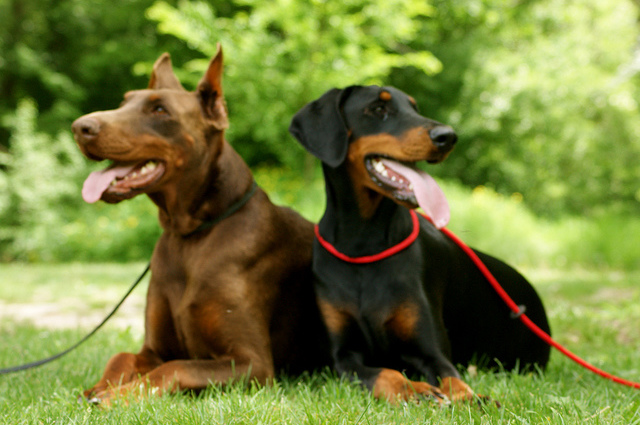 Ogni razza di cane ha la sua leggenda così anche il Dobermann
