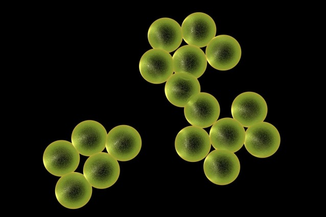 Disegno di Staphylococcus aureus