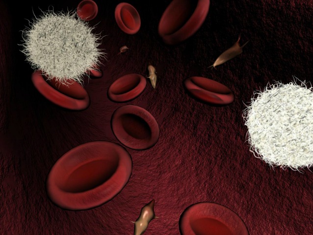 Scoperta una proteina che potenzia il sistema immunitario