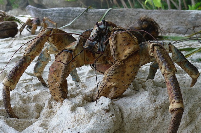 Il Granchio del Cocco è il più grande artropode del mondo