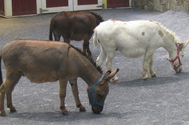 Il miniature donkey vive in gruppo e soffre di solitudine