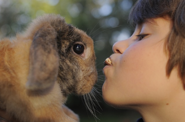 Molti bambini affetti da autismo hanno un coniglio come animali domestico