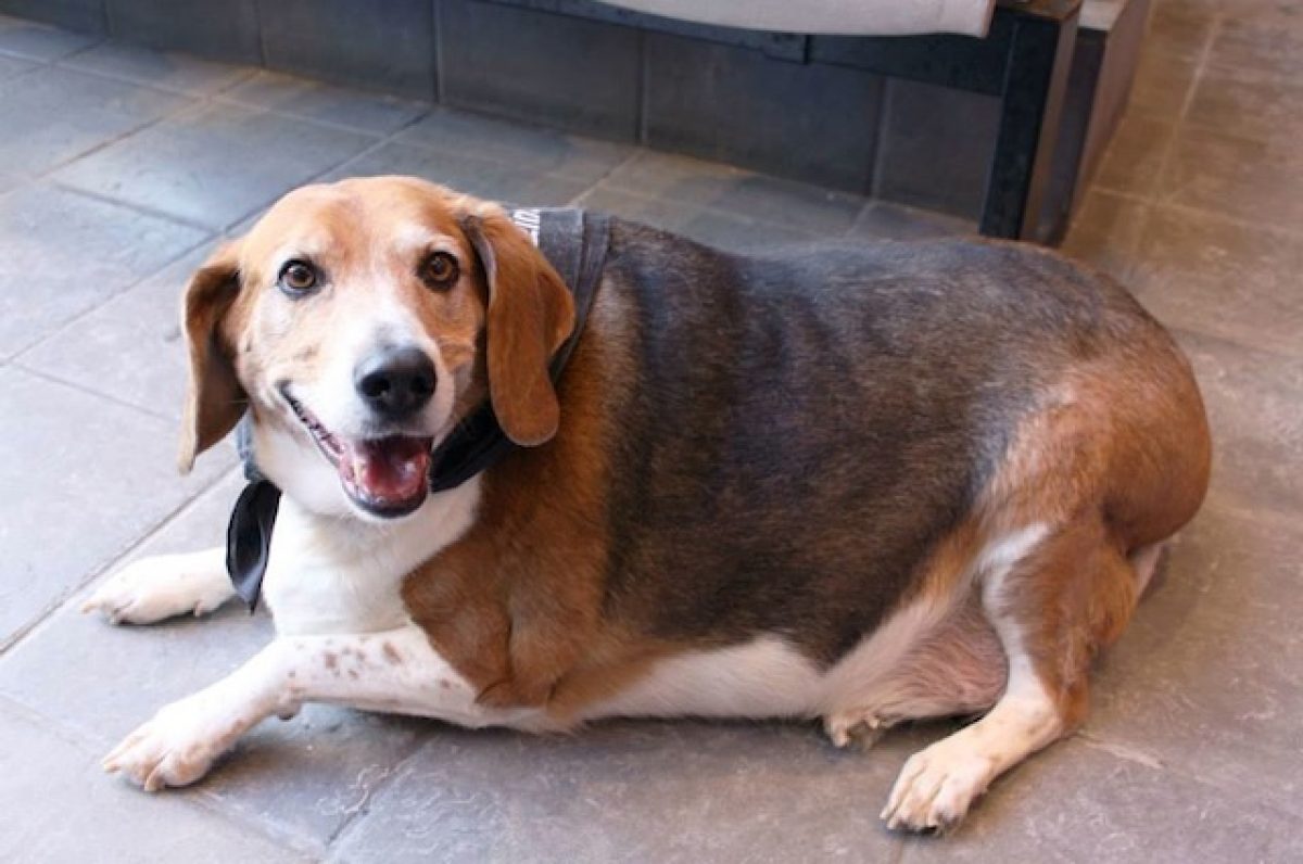 Un Beagle Di 40 Chili La Storia Di Kale Chips