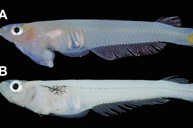 Il Phallostethus cuulong ha i genitali sotto la bocca