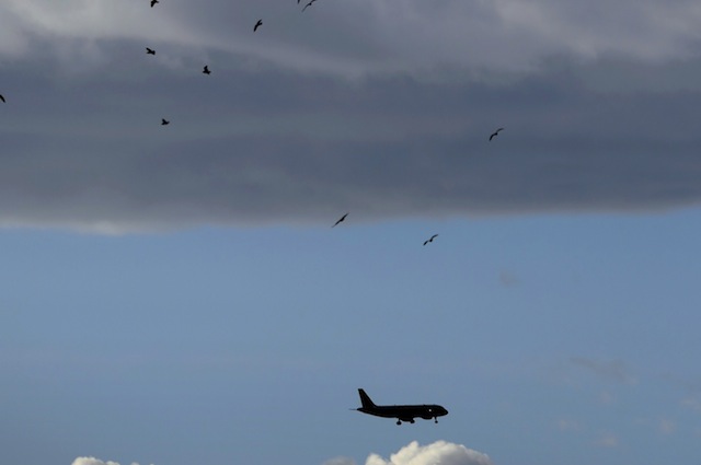 Gli uccelli si spostano solo quando sono a 30 metri di distanza