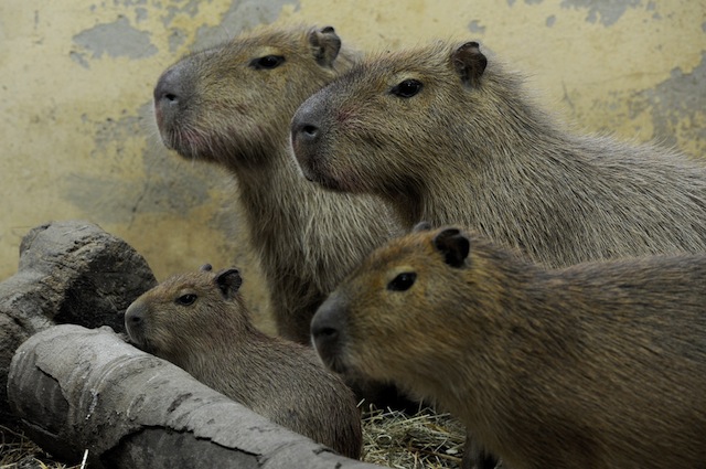 I capibara hanno bisogno di molto spazio e acqua