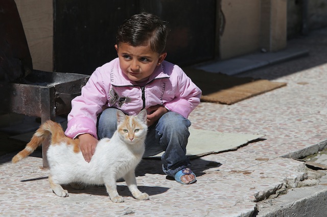 I gatti in quanto piccoli sono adatti ai bambini affetti da autismo