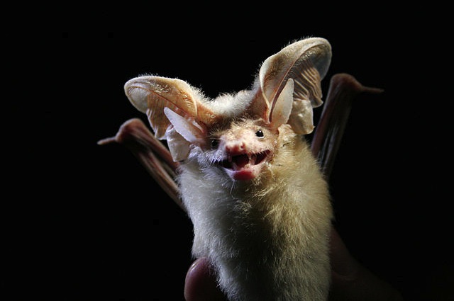 L'orecchione di Hemprich è il pipistrello più forte del mondo