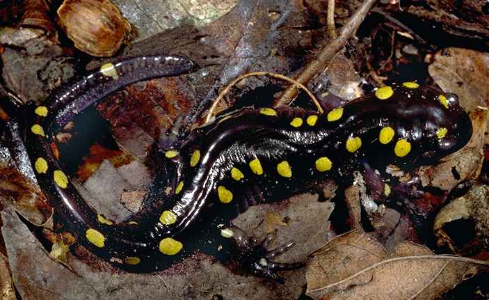 La Salamandra maculata produce uova che contengono alghe