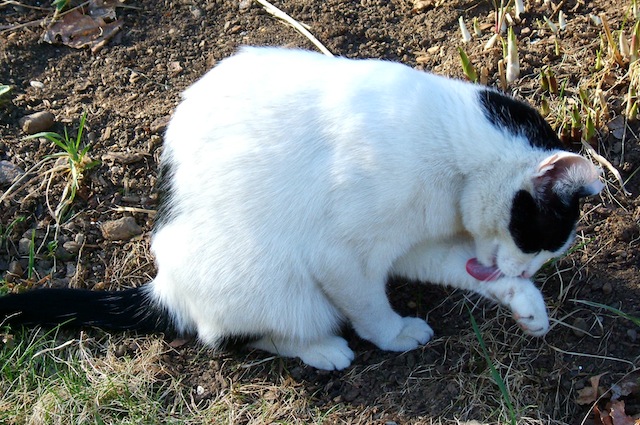 Il gatto si lecca senza sosta fino a farsi male