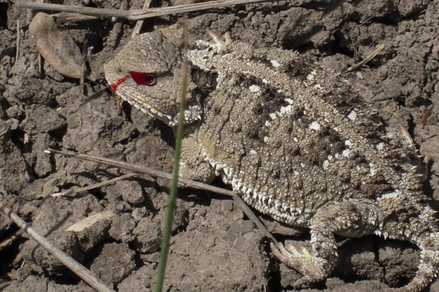 La lucertola cornuta del Texas spruzza sangue dagli occhi per difendersi