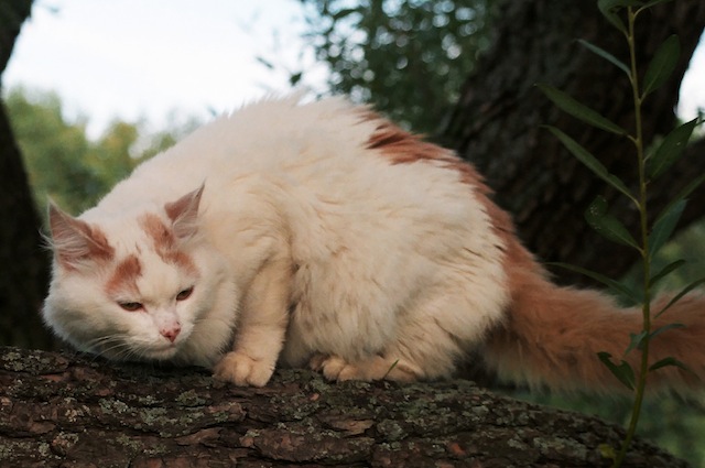Migliorare il contesto in cui vive il nostro gatto può essere un aiuto
