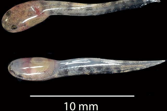 I girini della Limnonectes larvaepartus