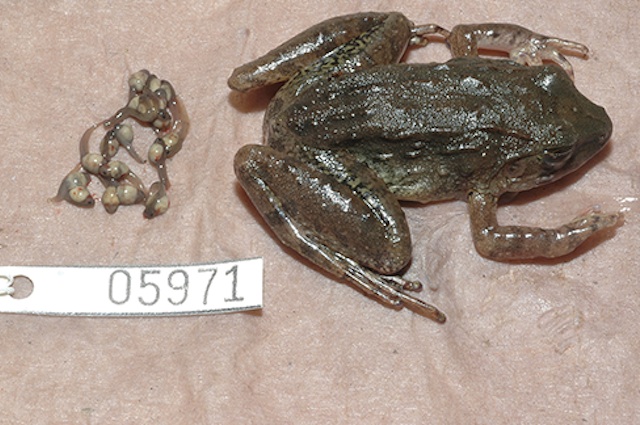 I girini partoriti dalla Limnonectes larvaepartus