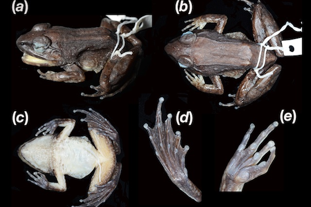 Limnonectes larvaepartus