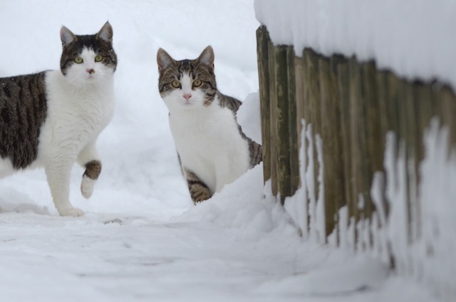 I gatti amano il freddo fuori casa e il tepore domestico