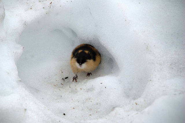 Attaccare per difendersi, ecco come i lemming sopravvivono in Norvegia