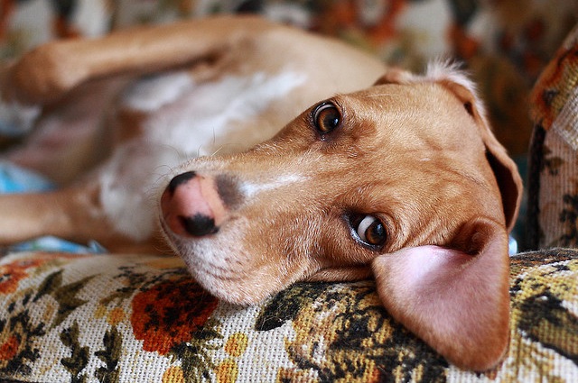 Fate sempre attenzione al comportamento del vostro cane