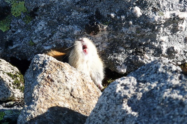 Urlare contro il proprio predatore per difendersi