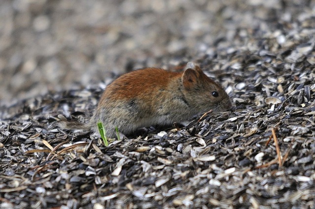 Le arvicole preferiscono nascondersi e rimanere immobili sperando di non essere notate