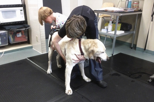 Contattate immediatamente il veterinario e portategli un campione di bocconi avvelenati
