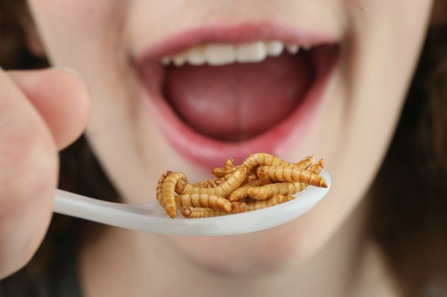 Mangiare insetti al posto della carne per ridurre l'inquinamento degli allevamenti
