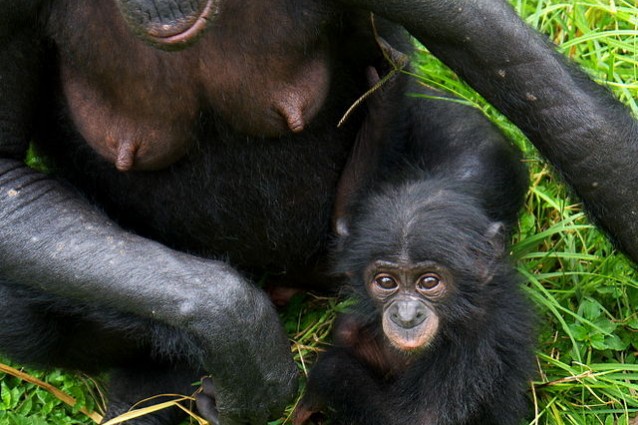 Un piccolo di bonobo (Pan paniscus) con la madre