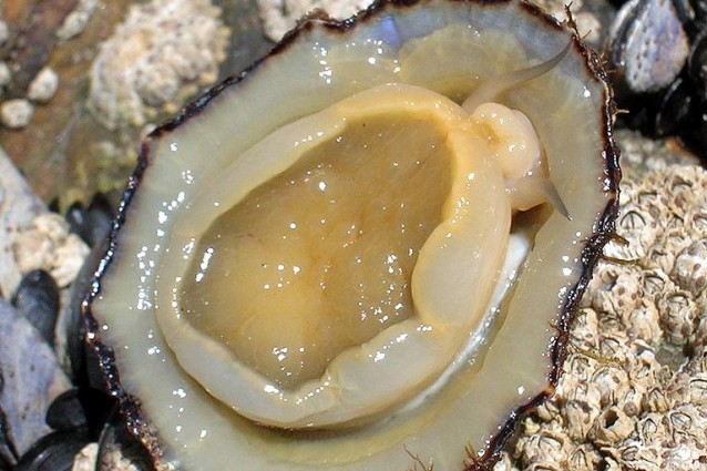 I denti della patella sono il materiale più forte esistente in natura