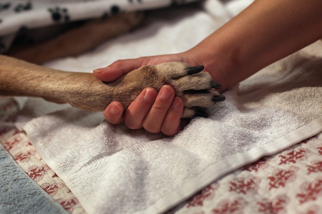 I cani potranno essere adottati