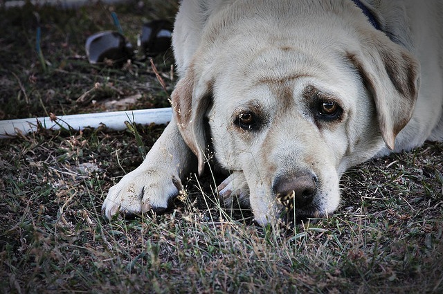 Il cane entra in contatto con la processionaria annusando per terra