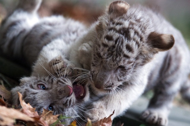 La tigre siberiana è a rischio estinzione
