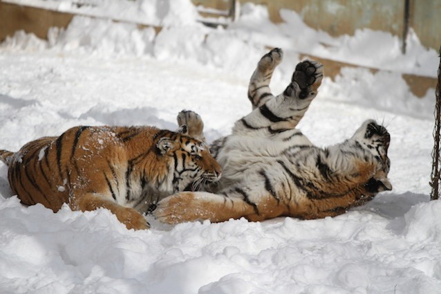 La tigre siberiana detta anche tigre dell'Amur