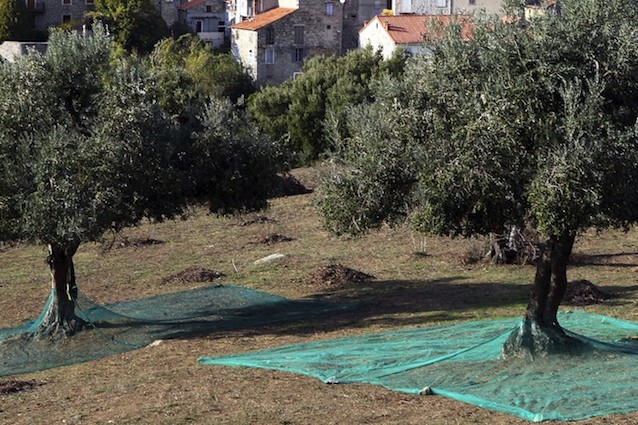 Il batteri xylella fastidiosa sta distruggendo gli ulivi della Puglia