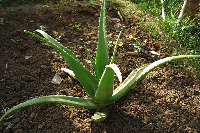 L’Aloe vera è antiinfiammatoria