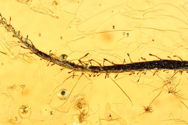 Il fossile di una pianta carnivora di 35 milioni di anni fa