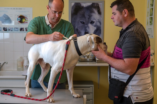 In caso di intossicazione bisogna recarsi subito dal veterinario