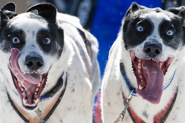 I cani potrebbero intossicarsi con la droga trovata nei parchi