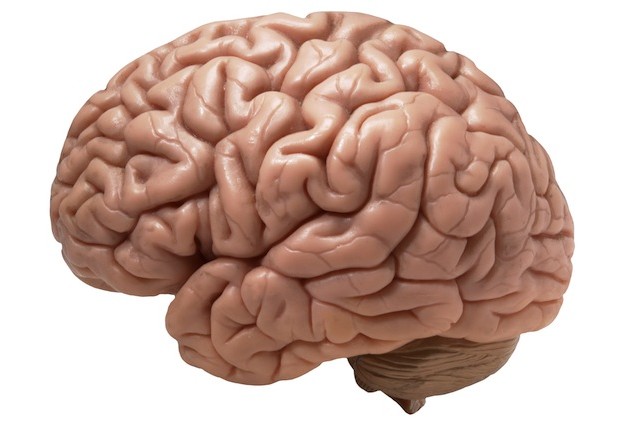L'attività neurale responsabile della crescita dei tumori al cervello