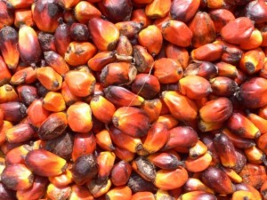 Diabete alimentare, scoperta la proteina che uccide il pancreas