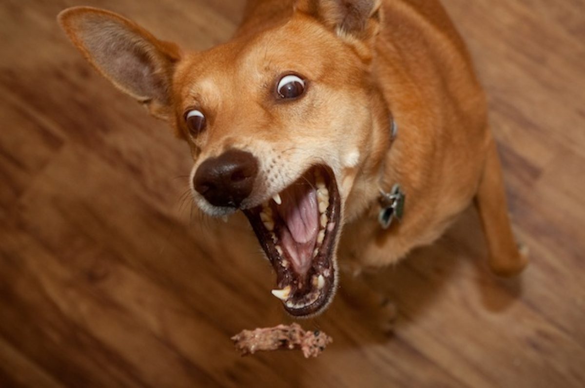 Uno Studio Svela Cosa Cè Nelle Scatolette Per Cani E Gatti