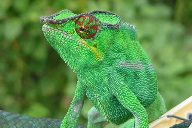Un esemplare maschio di Furcifer pardalis