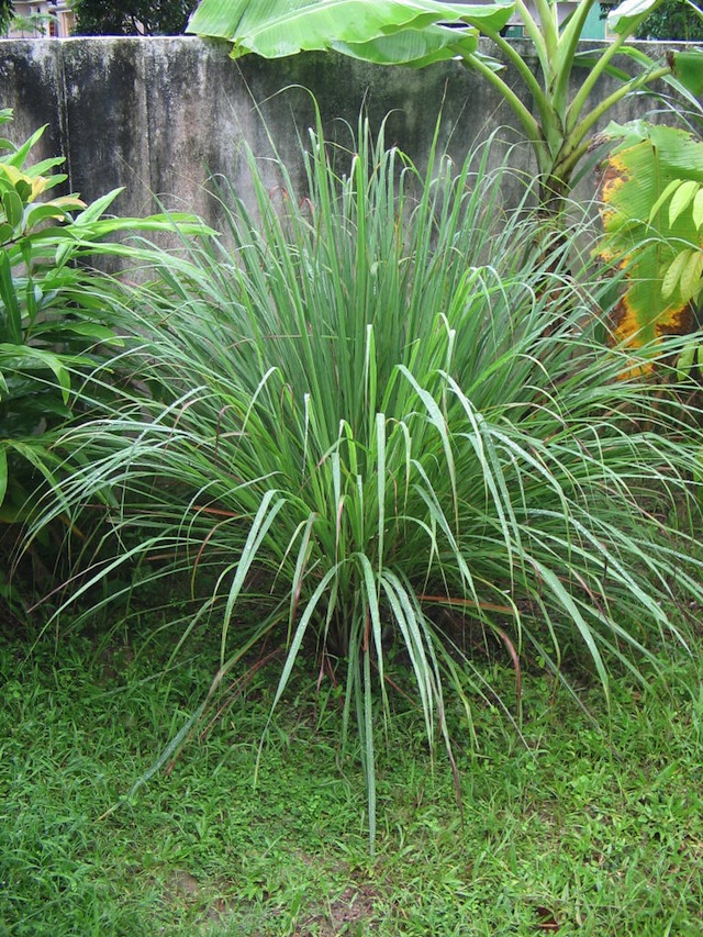 La citronella è un rimedio naturale alle zanzare (@Wikipedia)