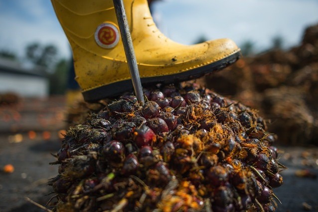 L'olio di palma è dannoso per la nostra salute