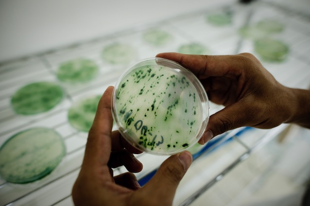 Al microscopio
