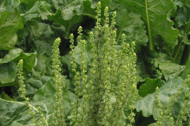 Beta Vulgaris, famiglia delle Chenopodiaceae
