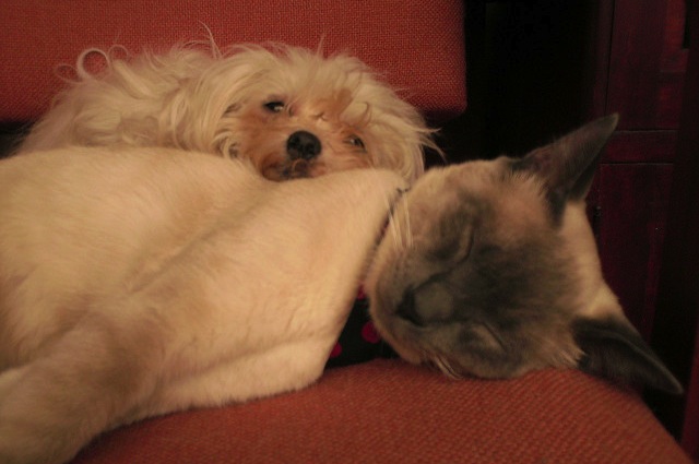 Non tutti i cani e i gatti hanno voglia di avere un coinquilino